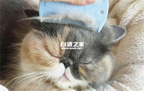 白酒能去除猫身上的跳蚤吗