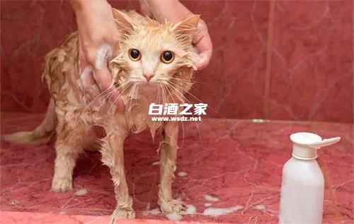 白酒能去除猫身上的跳蚤吗