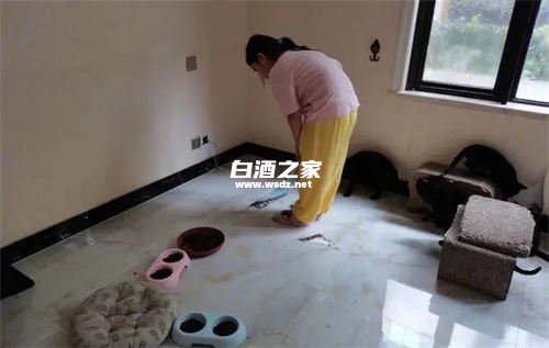 白酒能去除猫身上的跳蚤吗