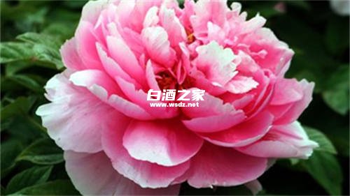 牡丹花泡白酒的功效是什么