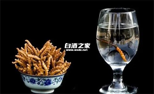 冬虫夏草泡白酒真的好吗